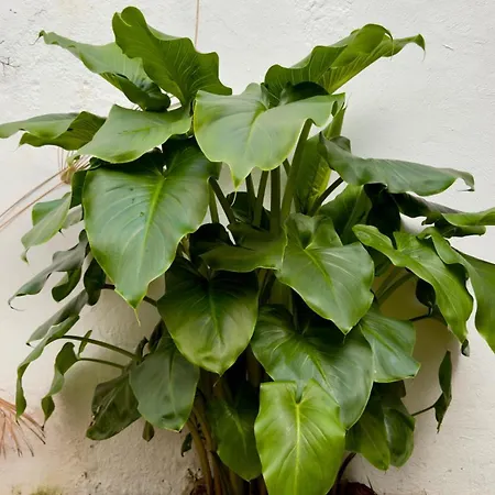 Ds Palacio De La Luna Сasa de vacaciones Córdoba