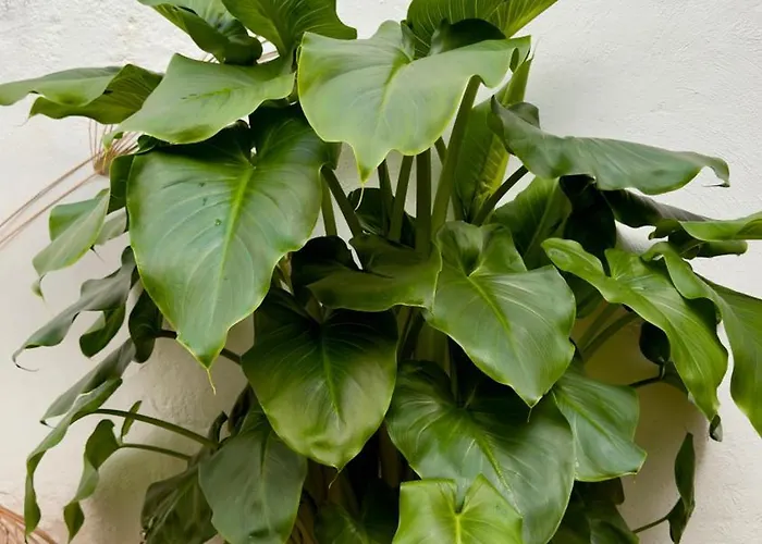 Ds Palacio De La Luna Tatil Evi Cordoba